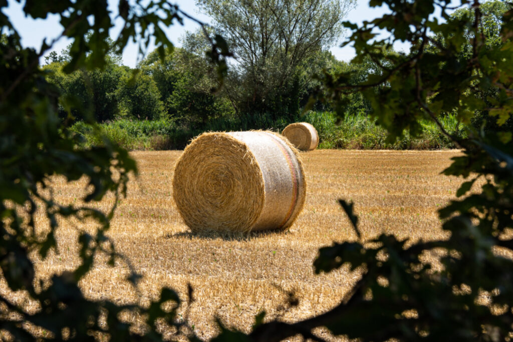 Ph. Rozzoni Cristina_Alla scoperta della campagna di Morimondo