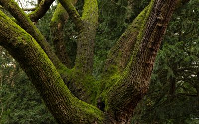 Mostra collettiva | Bosco. Il respiro della Terra