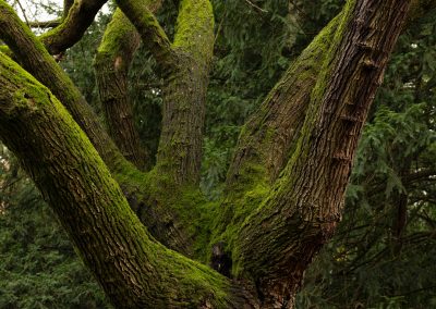 Bosco. Il respiro della Terra